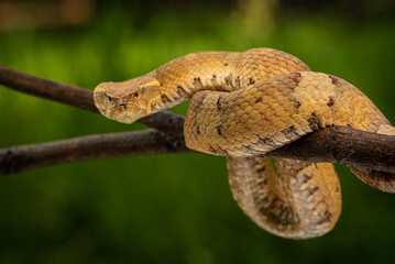 Craspedocephalus puniceus is a venomous pit viper species endemic to Indonesia and common names include flat nosed pit viper and ashy pit viper.