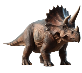 triceratops isolated on white