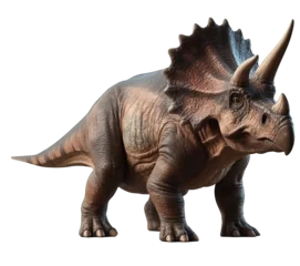 Foto op Canvas triceratops isolated on white © Ariestia