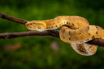 Craspedocephalus puniceus is a venomous pit viper species endemic to Indonesia and common names include flat nosed pit viper and ashy pit viper