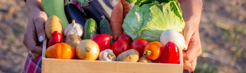 Female farmer holding a wooden crate full of fresh vegetables. Basket with vegetables in hands.