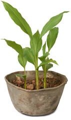 young turmeric plants grow in a pot or container, curcuma longa, herbal medicinal flowering plant from the ginger family and native to southeast asia, isolated on white background