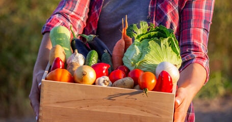Female farmer holding a wooden crate full of fresh vegetables. Basket with vegetables in hands.
