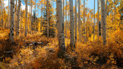 Yellow aspen trees in Aspen Colorado during autumn season