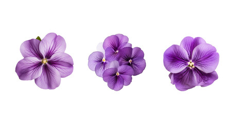 top view Violet isolated on white background - obrazy, fototapety, plakaty