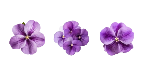 Fotobehang top view Violet isolated on white background © PngXpress