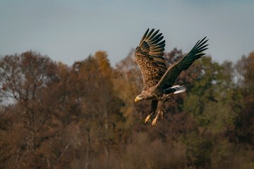 White Tailed Eagle (Haliaeetus albicilla) in flight in the forest of Poland, Europe. Birds of prey....