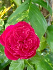 King George rose in a garden