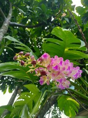 Pink orchid in my garden 