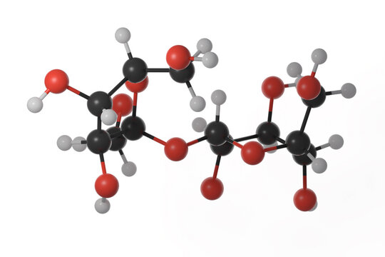 Ball and stick model of sucrose molecule against a white background