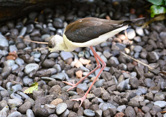 Long legged exotic bird strolling through the grounds of the Bird Park near Ubud on the island of Bali, Indonesia