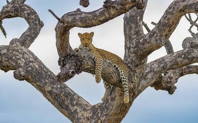 Beautiful view of a leopard on the tree branch