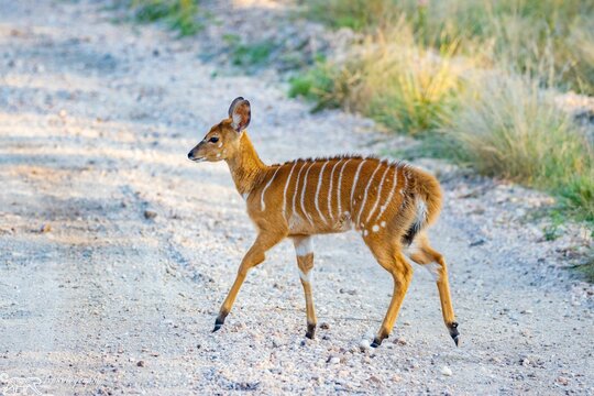 Beautiful shot of a Nyala walking on a dirty road