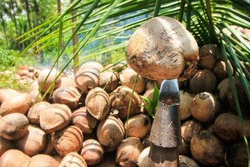 Closeup shot of a pile of coconuts under the coconut tree