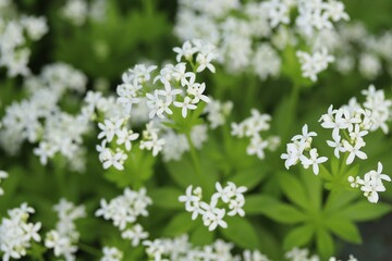 flowering woodruff plant