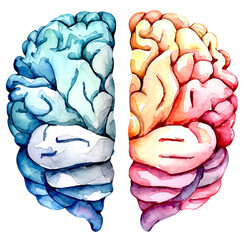 Półkule mózgowe ilustracja - obrazy, fototapety, plakaty