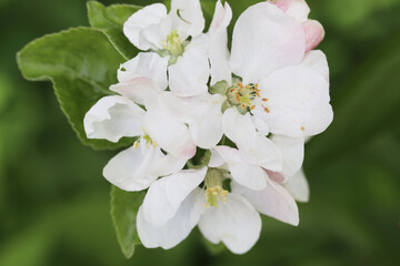 close up of an apple blossom