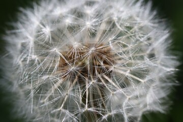 Dandelion, dandelion plant in close-up