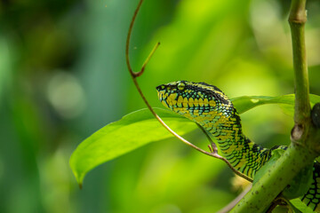 Wagleri's Viper (Tropidolaemus wagleri) in the forest