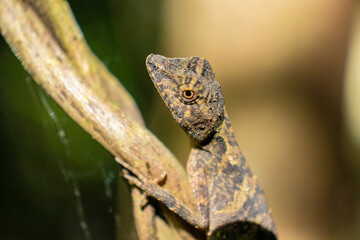 Brown lizard on a tree branch
