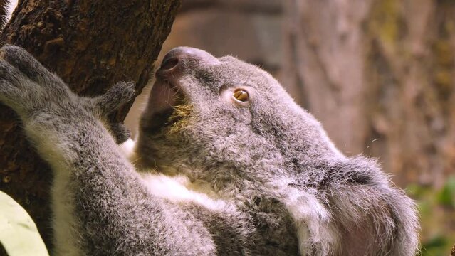Close up of koala bear slowly climbing around a tree