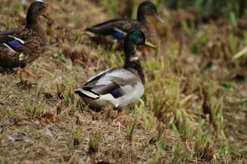 Naklejka na ściany i meble Group of mallard (Anas platyrhynchos) ducks on grass