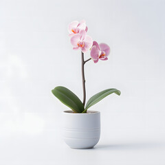 orchid plant in pot