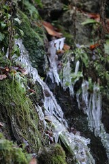Naklejka na ściany i meble Closeup of icicles on rocks covered with moss and plants