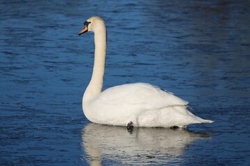 Obraz premium Close-up shot of a white elegant swan in the water