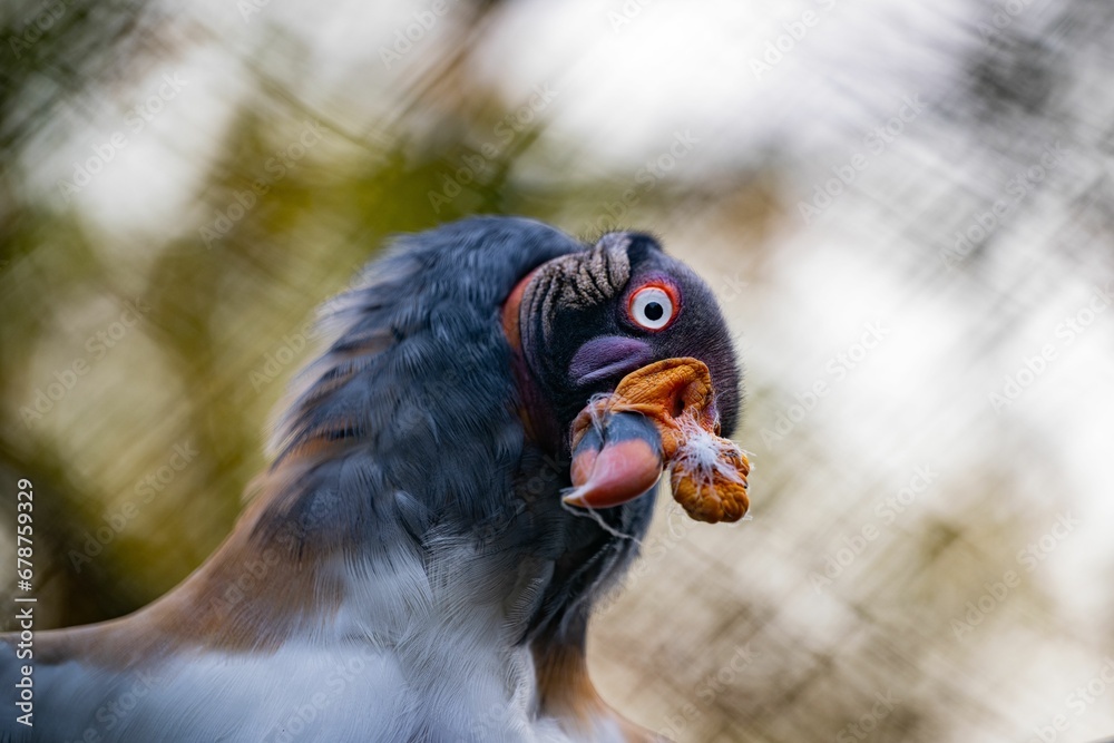 Canvas Prints Closeup of the head of a king vulture (Sarcoramphus papa) against blurred background