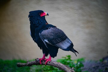 Closeup of a buffoon eagle (Terathopius ecaudatus) on a branch against blurred background