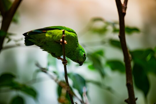 Closeup of a Serendak (Loriculus galgulus) on a branch against blurred background