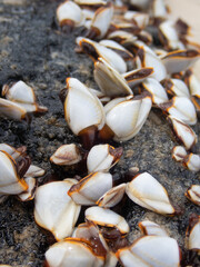 Goose barnacle (Lepas anatifera), Phuket, Thailand