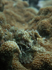 Scorpionfish (Scorpaenidae) Koh Phangan, Thailand