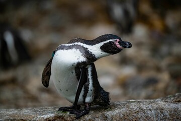 Closeup of a Peruvian penguin (Spheniscus humboldti) against blurred background