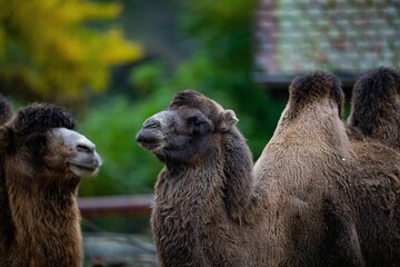Closeup of a Bactrian camel (Camelus bactrianus) against blurred background