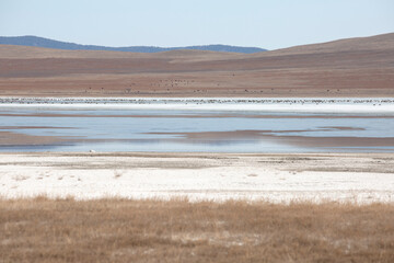 Migratory birds on their way from southern China rest on one of the lakes in Siberia
