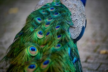 Obraz premium Closeup of a Peafowl tail detail, walking on a cobblestone in a park