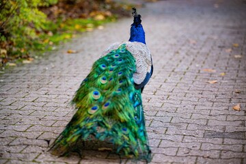 Obraz premium Closeup of a Peafowl walking on a cobblestone in a park