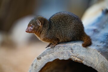 Closeup of a dwarf mongoose sitting on a tree stump in a zoo
