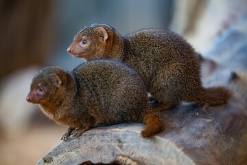 Closeup of two dwarf mongooses sitting on a tree stump in a zoo