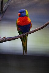 Vertical closeup of a Loriini parrot perched on a bare branch