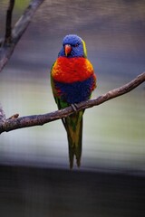 Vertical closeup of a Loriini parrot perched on a bare branch