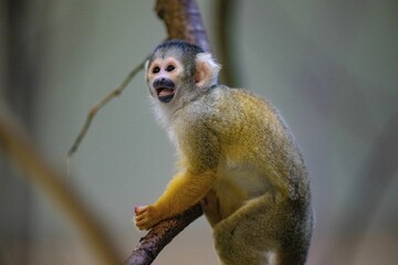 Closeup of a Saimiri (Squirrel monkey) perched on a tree branch