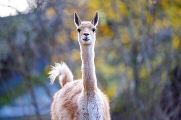 Closeup portrait of a Vicuna standing against trees in a zoo
