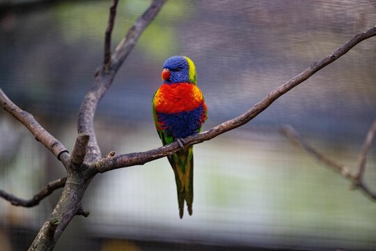 Closeup of a Loriini parrot perched on a bare branch - Powered by Adobe