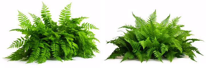 A cascading Fishtail or forked giant sword fern (Nephrolepis spp.), with verdant foliage, is pictorially isolated on a white background in a shaded garden.