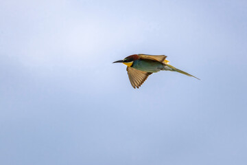 European bee-eater (Merops apiaster) in flight