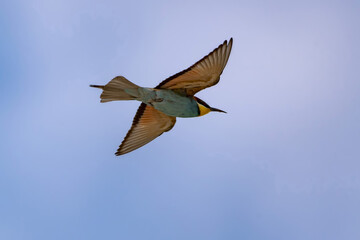 European bee-eater (Merops apiaster) in flight