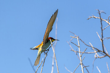 European bee-eater (Merops apiaster) in flight